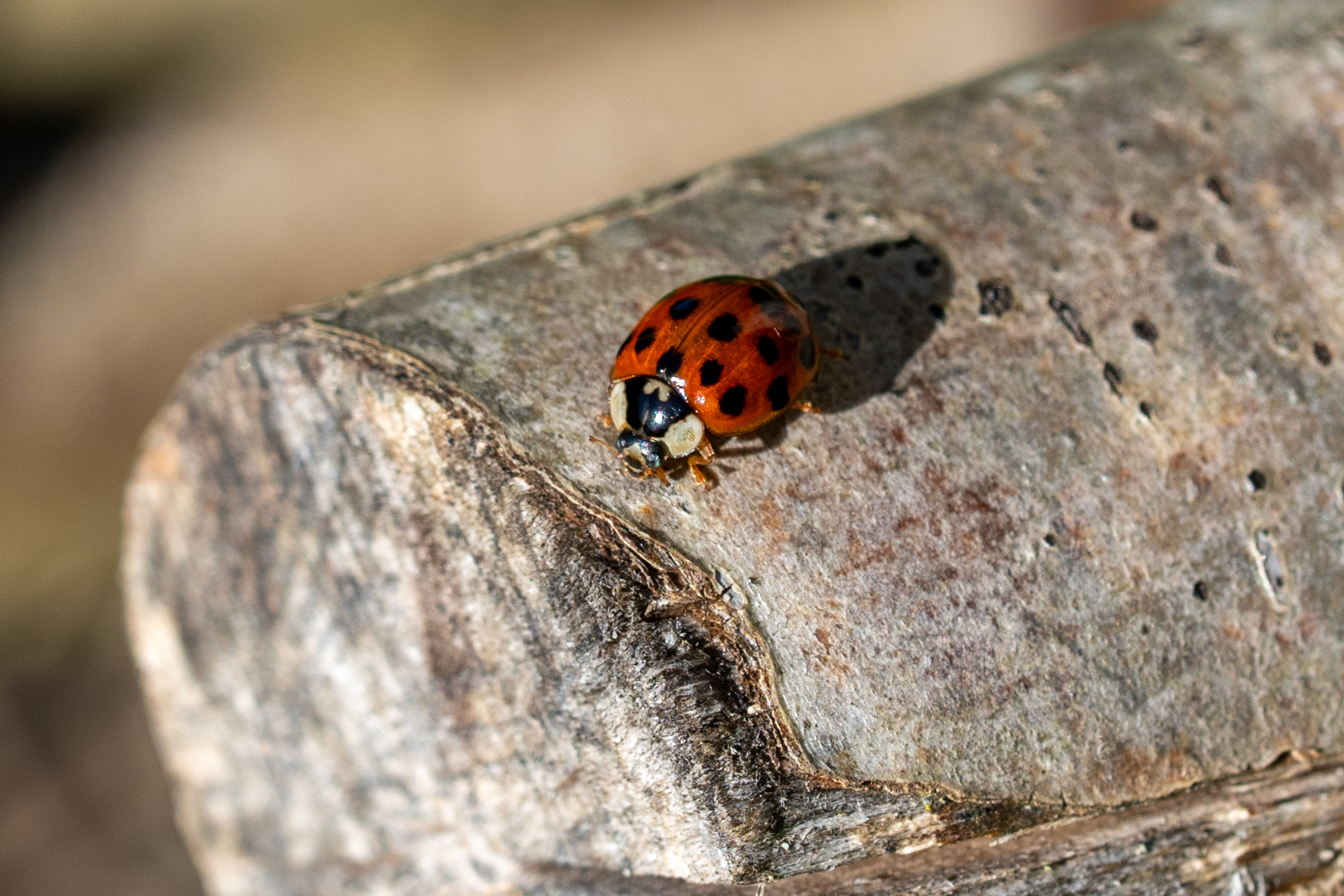 Photography by Chris Allington